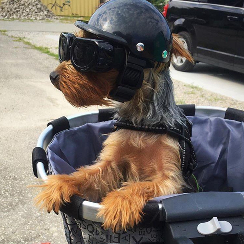 Pet Helmets Dog Cat Bicycle Mo - огляд і ціна Commuting By Bike